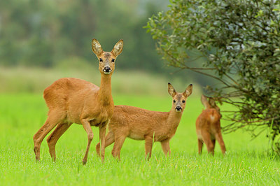 BUITEN BEELD Foto: 253638