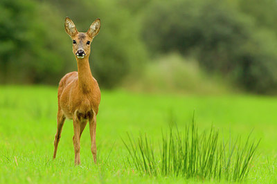 BUITEN BEELD Foto: 253640