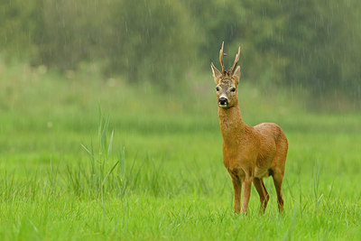 BUITEN BEELD Foto: 253642