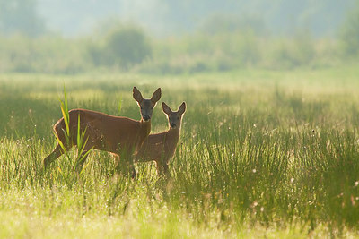 BUITEN BEELD Foto: 253645