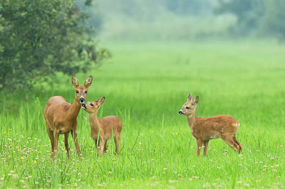 BUITEN BEELD Foto: 253651