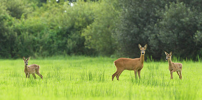 BUITEN BEELD Foto: 253653