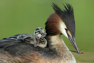 BUITEN BEELD Foto: 253657