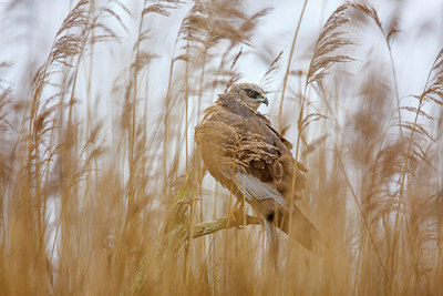 BUITEN BEELD Foto: 253660