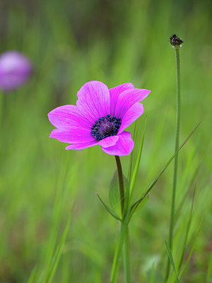 BUITEN BEELD Foto: 253668
