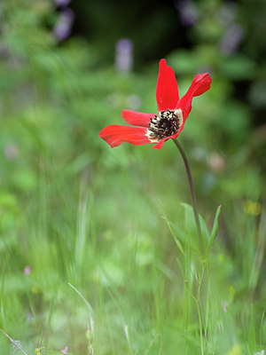 BUITEN BEELD Foto: 253670