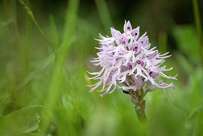 BUITEN BEELD Foto: 253673