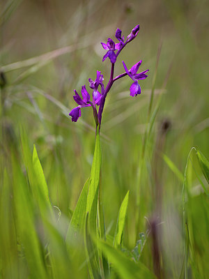 BUITEN BEELD Foto: 253674