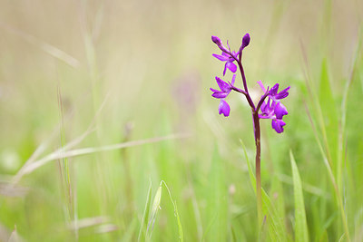 BUITEN BEELD Foto: 253675