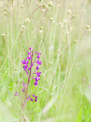 BUITEN BEELD Foto: 253676