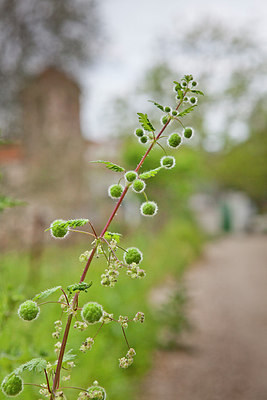 BUITEN BEELD Foto: 253678