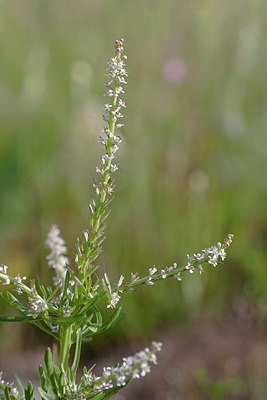 BUITEN BEELD Foto: 253683