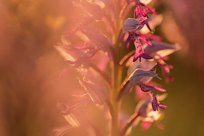 BUITEN BEELD Foto: 253723