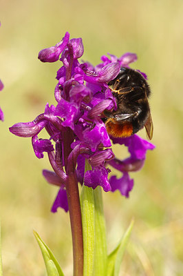 BUITEN BEELD Foto: 253736