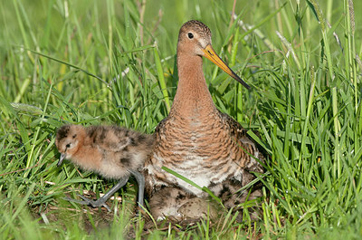 BUITEN BEELD Foto: 253743