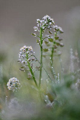 BUITEN BEELD Foto: 253749