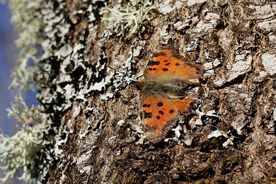 BUITEN BEELD Foto: 253761