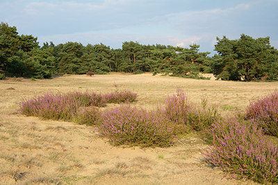 BUITEN BEELD Foto: 253795