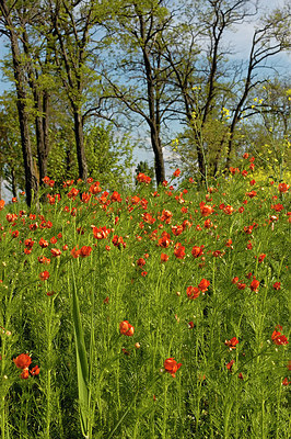 BUITEN BEELD Foto: 253814