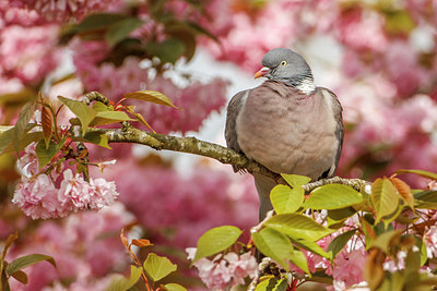 BUITEN BEELD Foto: 253840