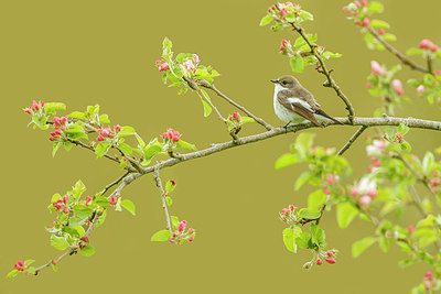 BUITEN BEELD Foto: 253841