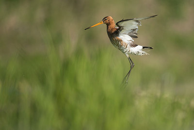 BUITEN BEELD Foto: 253850