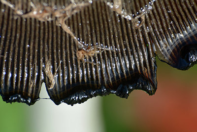 BUITEN BEELD Foto: 253869