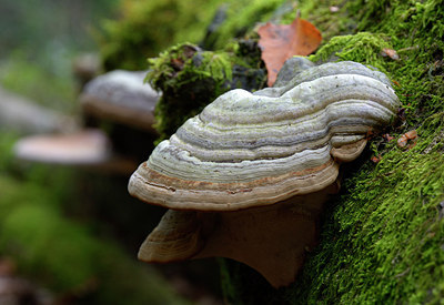 BUITEN BEELD Foto: 253880