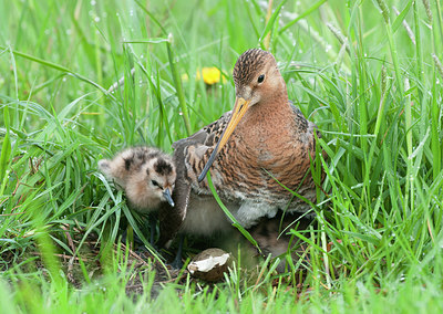 BUITEN BEELD Foto: 253893