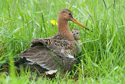 BUITEN BEELD Foto: 253896