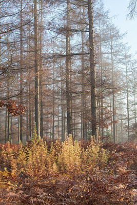 BUITEN BEELD Foto: 253901