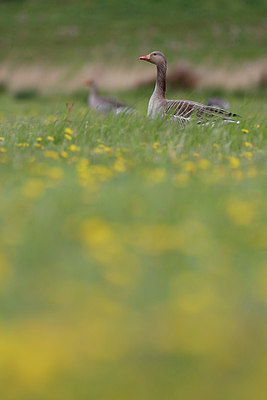 BUITEN BEELD Foto: 253917