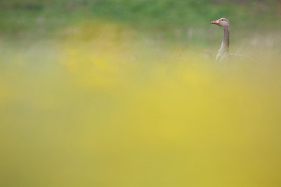 BUITEN BEELD Foto: 253919
