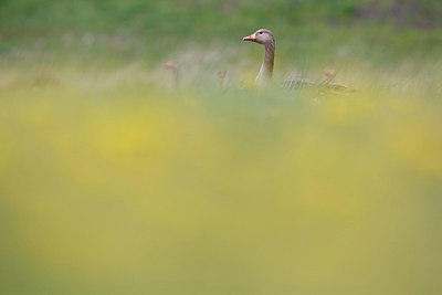 BUITEN BEELD Foto: 253922