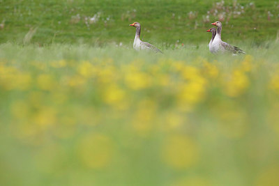 BUITEN BEELD Foto: 253925