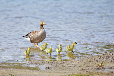 BUITEN BEELD Foto: 253936