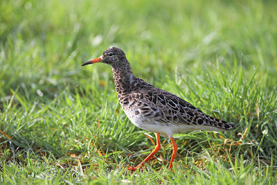 BUITEN BEELD Foto: 253941
