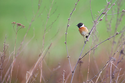 BUITEN BEELD Foto: 253950