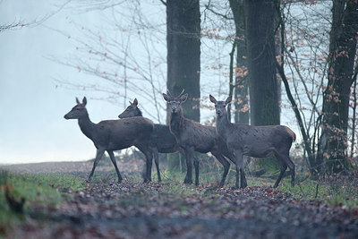 BUITEN BEELD Foto: 253995
