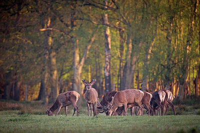 BUITEN BEELD Foto: 253999