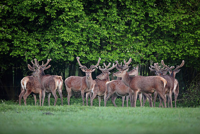 BUITEN BEELD Foto: 254000
