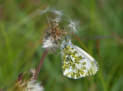 BUITEN BEELD Foto: 254049