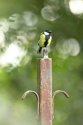 BUITEN BEELD Foto: 254086