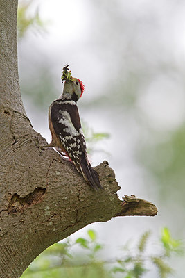 BUITEN BEELD Foto: 254099