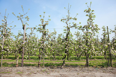 BUITEN BEELD Foto: 254117