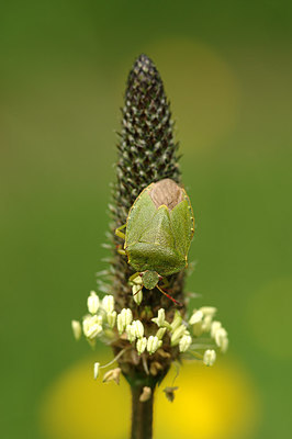 BUITEN BEELD Foto: 254144