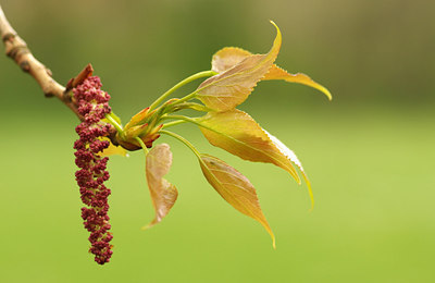BUITEN BEELD Foto: 254154