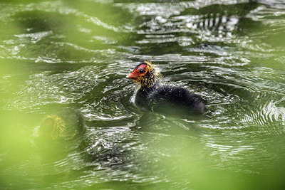BUITEN BEELD Foto: 254176