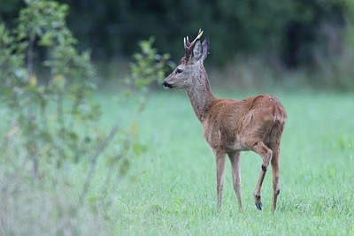 BUITEN BEELD Foto: 254179