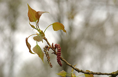 BUITEN BEELD Foto: 254190